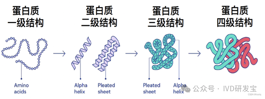 蛋白質(zhì)結(jié)構(gòu)